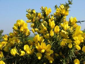 Gorse