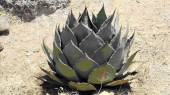 Agave Durangensis